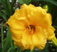 Hemerocallis Taglilie " Camden Gold Dollar " DF Köln - Merkenich Vorschau