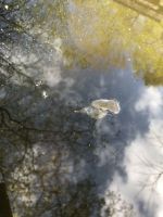 Spitzschlammschnecken, Reinigen den Teich (gegen Algen) Niedersachsen - Dötlingen Vorschau