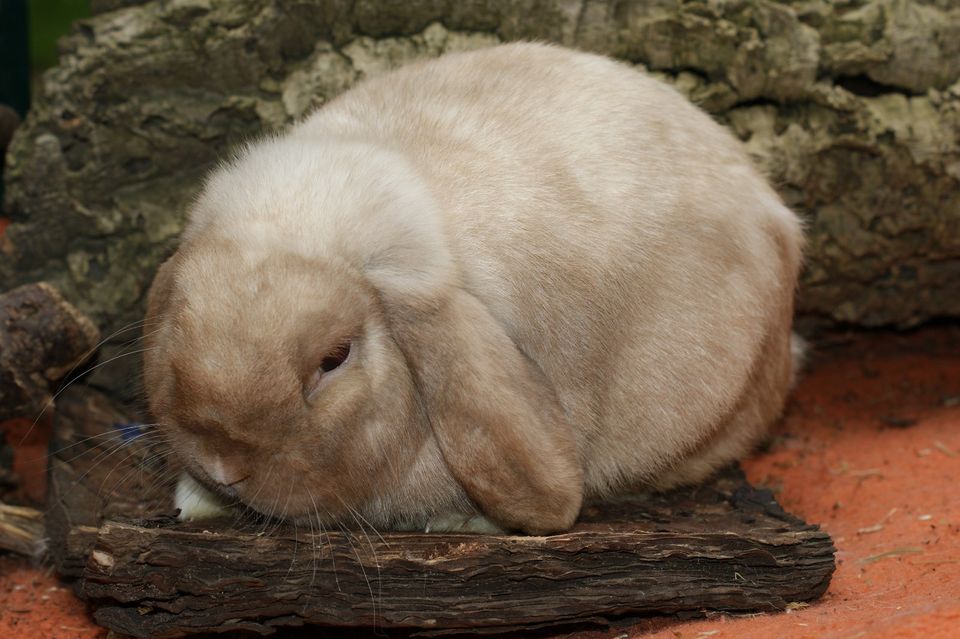 Mini lop Häsin, havanna sallander in Leipzig