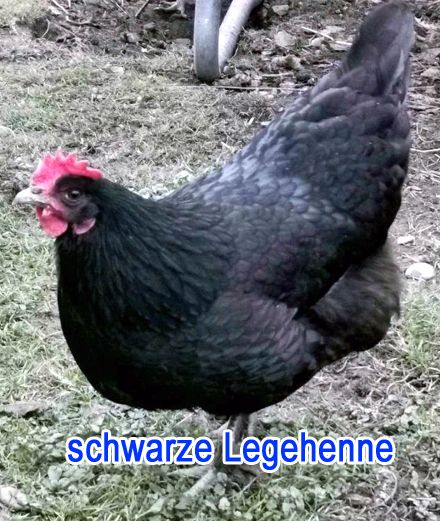 Legehennen, Sperber, Sussex, Blauleger, braune, weiße Hühner Huhn in Niedert