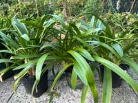 Schmucklilie, Agapanthus, blaublau Dresden - Coschütz/Gittersee Vorschau