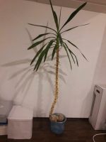 Yucca - Palme Zimmerpalme Bayern - Jettingen-Scheppach Vorschau