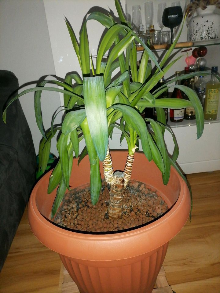 Yucca Palme inklusive Topf in Baindt