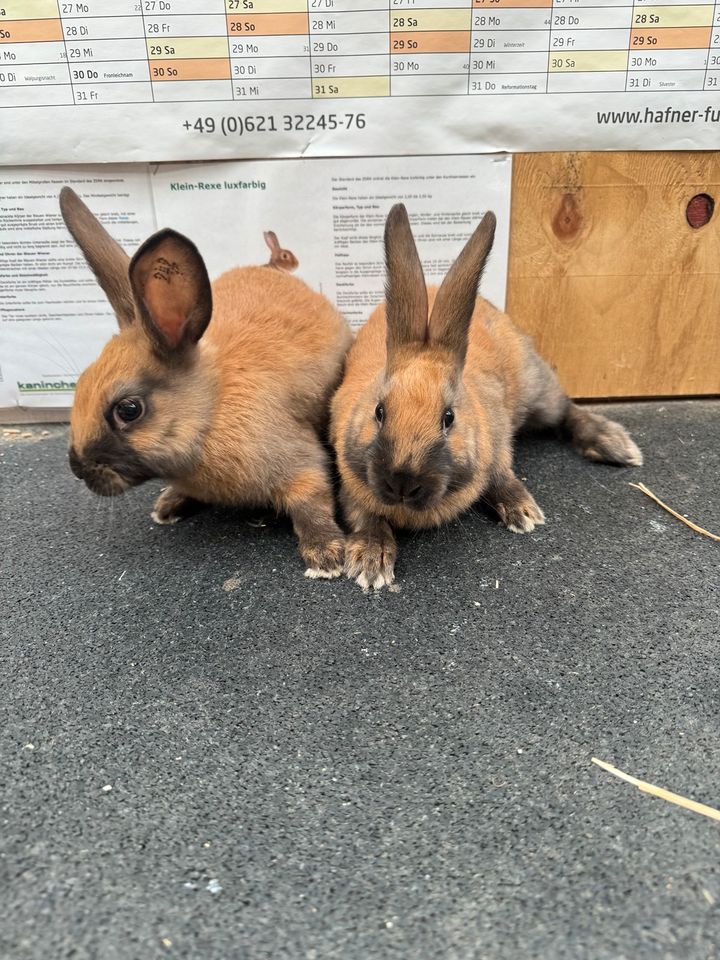 Thüringer Kaninchen in Windischleuba