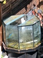 Aquarium Glasbecken deko Garten zu verschenken Niedersachsen - Schortens Vorschau