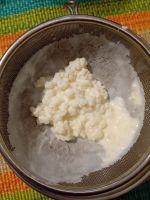 Kefir, Kefirpilz, Milchkefir, Knollen Bochum - Bochum-Süd Vorschau