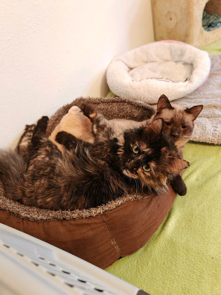 Kater und Katze, 2 Jahre, suchen gemeinsames Zuhause in Minfeld