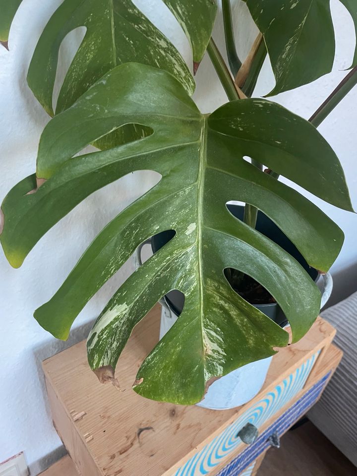 Monstera Variegata in Lüneburg