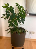 SCHEFFLERA /Strahlenaralie Zimmerpflanze Pflanzenroller Topf Bielefeld - Senne Vorschau