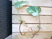 Monstera Deliciosa Variegata Steckling Ableger Dschungel pflanze Niedersachsen - Scheeßel Vorschau