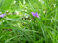 Dreimasterblume Tradescantia winterharte Staude Berlin - Reinickendorf Vorschau