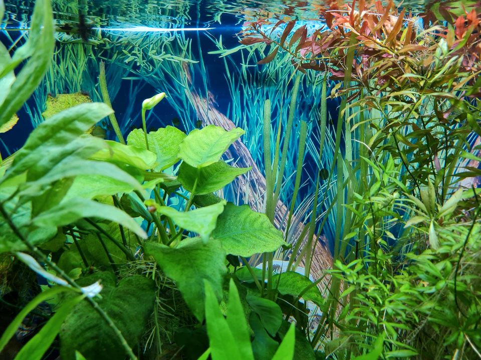 Aquarium komplett mit Unterschrank und Fischen in Bruckmühl