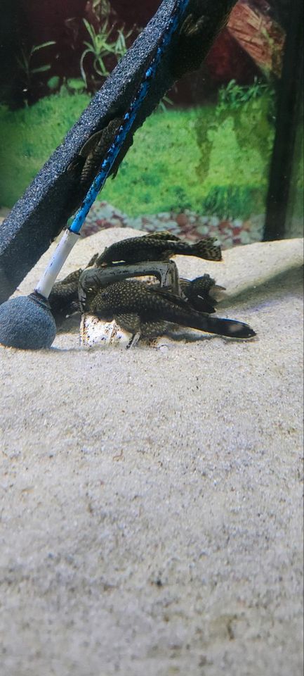 Aquarium mit Besatz und Zubehör in Ansbach