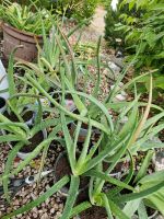 Aloe Vera Pflanzen Geschenkidee Bayern - Neustadt a. d. Waldnaab Vorschau