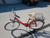Schauff Alu Fahrrad Rheinland-Pfalz - Wöllstein Vorschau