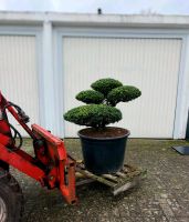 Ilex crenata Convexa Bonsai Formschnitt Gartenbonsai Niedersachsen - Wardenburg Vorschau