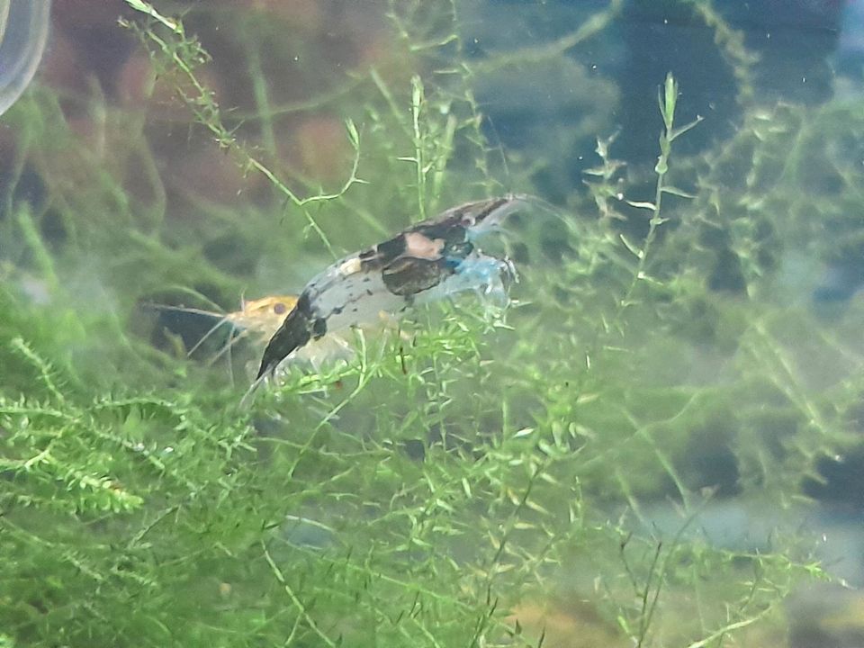 Aquarium, Garnelen, Fische,Neocaridina in Greußen