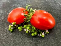 Süße Datteln Cocktail Tomaten süß+lecker 15 Samen Bayern - Waigolshausen Vorschau