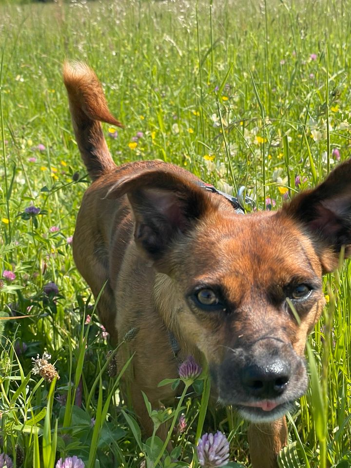 Tierschutz Hündin Eyva in Dorfprozelten