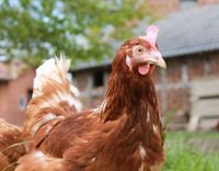 Legehennen, Hühner aus Freilandhaltung Niedersachsen - Hilter am Teutoburger Wald Vorschau
