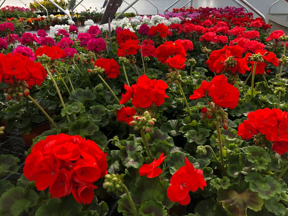 Sommerblumen Geranien Petunien Beet Balkonpflanzen Tagetes ab in Bad Schmiedeberg