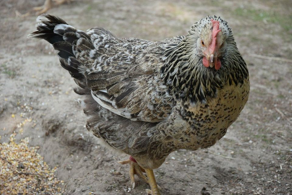 Orginal Schwedische Blumenhühner Bruteier in Grafschaft