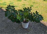 Schöne Pflanze, Schefflera Düsseldorf - Grafenberg Vorschau