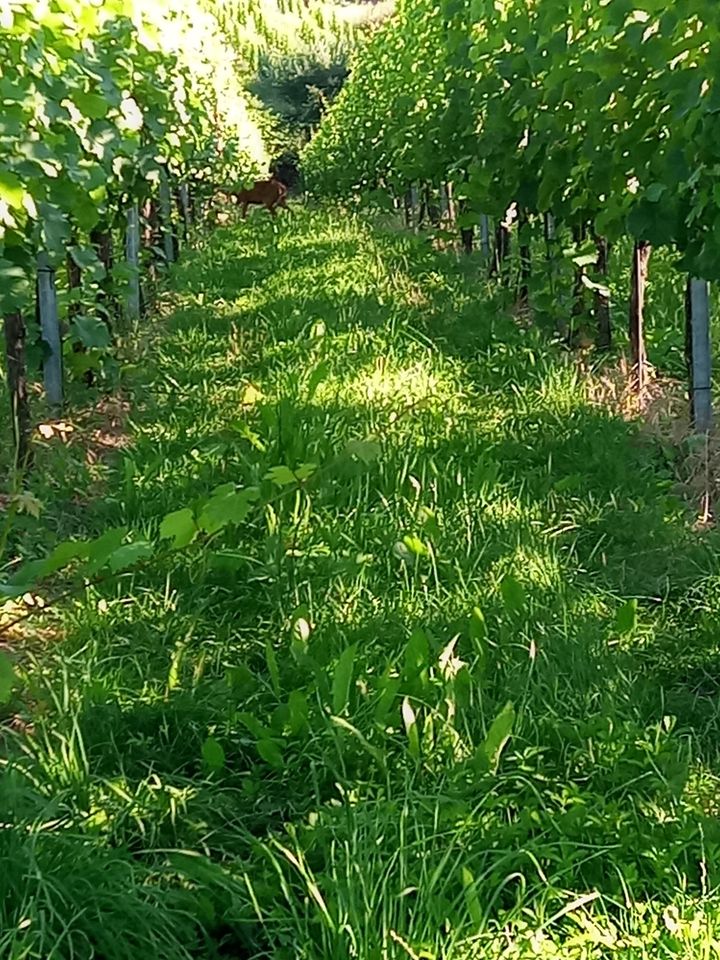 Weinberg/Freizeitgrundstück in Bühl