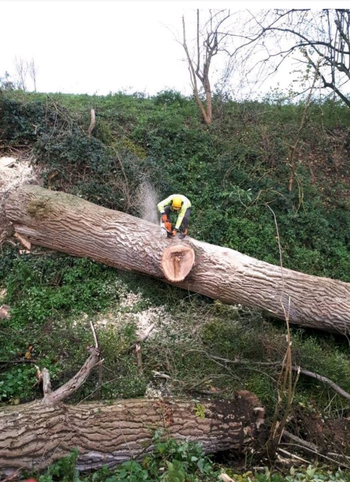 Baumfällung, Forstunternehmen, Sturmschaden in Herscheid