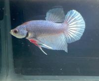 Betta splendens Essen - Altenessen Vorschau