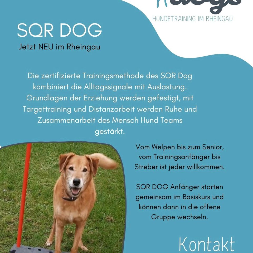 Hundebeschäftigung NEU im Rheingau Sqr dog in Eltville