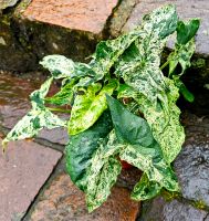 Syngonium Mottled Mojito mehrere Pflanzen im Topf - M44 Hessen - Obertshausen Vorschau