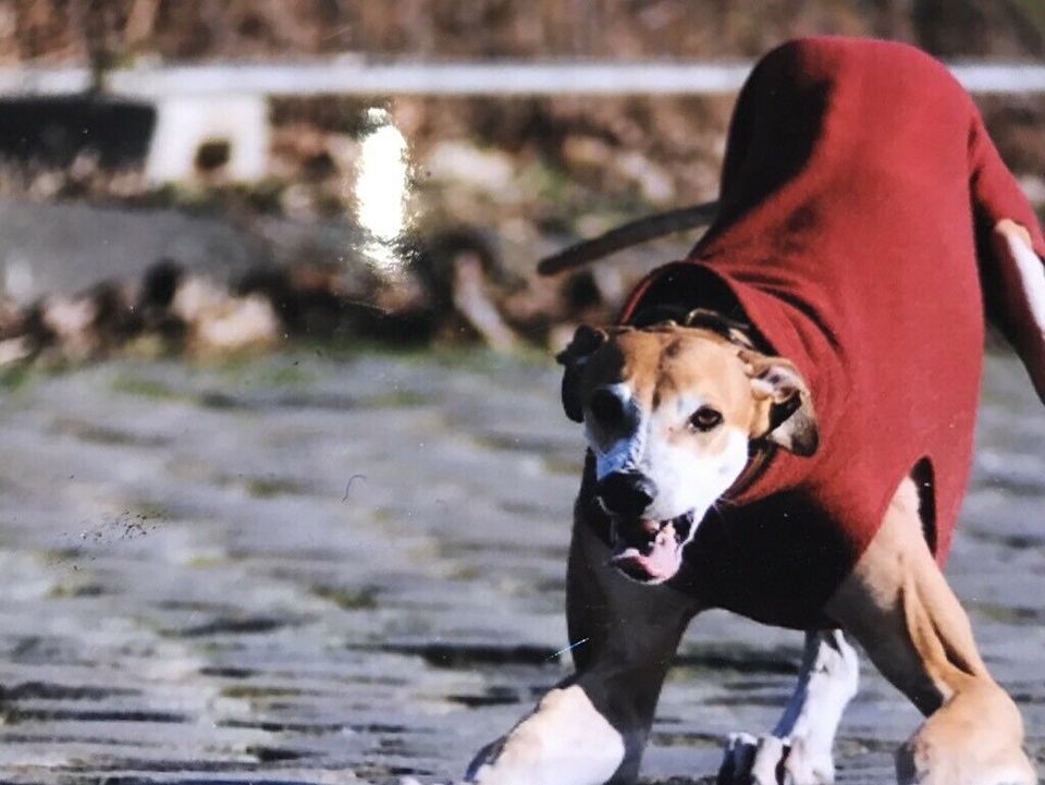 Urlaubssbetreuung für Hunde, Gassi-Service, Hunde-frei-Zeit in Düsseldorf