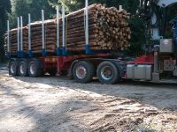 Brennholz, Nadelholz, Fichte, LKW-Ladung. Bayern - Kissing Vorschau