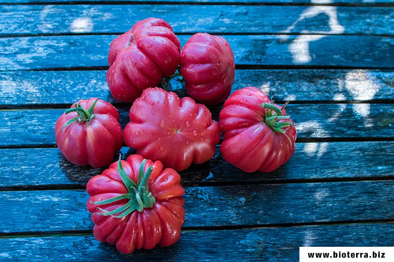 Pink Akkordeon Tomate Samenfest alte Sorten Saatgut in Baden-Württemberg -  Ulm | eBay Kleinanzeigen ist jetzt Kleinanzeigen