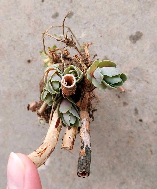 Hohe Fetthenne (Sedum telephium) Ableger Jungpflanzen Stauden in Neresheim