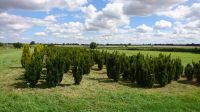 Eibe / Taxus Hillii, keine Früchte, robust, zum selber Ausgraben! Nordrhein-Westfalen - Bad Sassendorf Vorschau