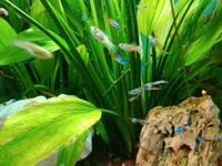 Guppys abzugeben Nordrhein-Westfalen - Krefeld Vorschau