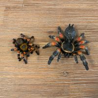 Tarantulas Bully/ Schleich Baden-Württemberg - Villingen-Schwenningen Vorschau