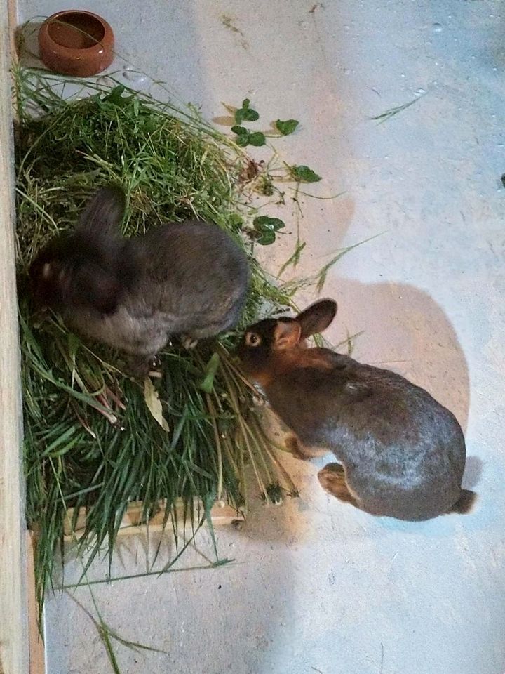 Kaninchenpaar abzugeben in Kuhardt