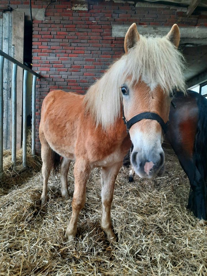 Haflinger Hengst in Ochtersum