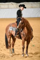 Quarter Horse Wallach bedingt reitbar Beisteller Kinder Sachsen-Anhalt - Zahna-Elster Vorschau