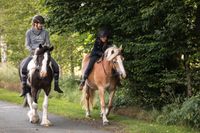 Ponyreiten/ Pony- und Pferdeverleih/Ausritte Niedersachsen - Bad Laer Vorschau