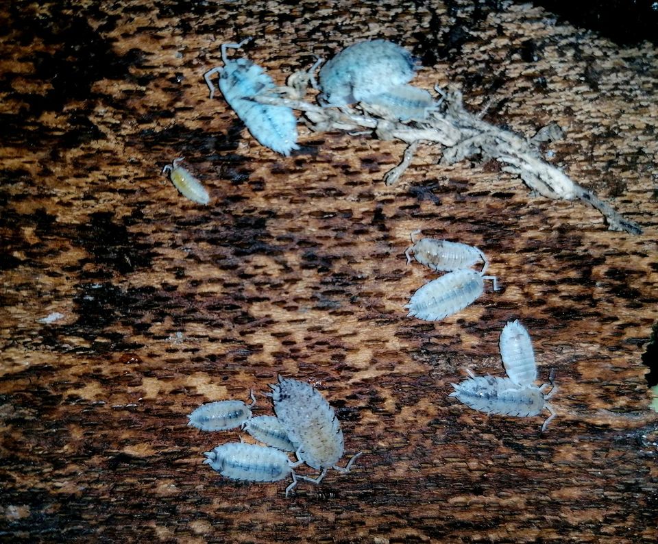 Porcellio scaber Dalmatian, Asseln, Zierasseln in Bielefeld