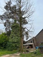Baum fällen Nordrhein-Westfalen - Mönchengladbach Vorschau