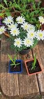 Kräuter / Blumen Bayern - Altusried Vorschau