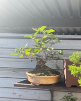 Schneeball viburnum opulus Bonsai Bad Reichenhall - Marzoll Vorschau