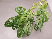 Ableger Stecklinge monstera andansonii mint Nordrhein-Westfalen - Rhede Vorschau