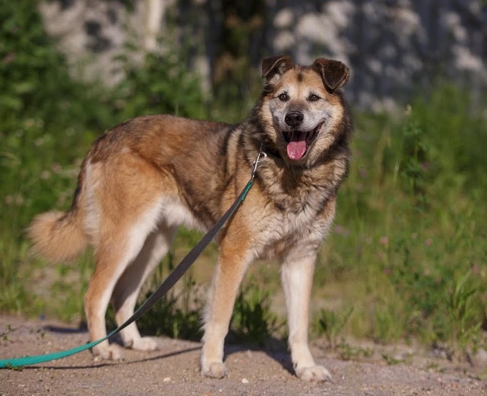 Baikal, ein kluger, gutmütig und ruhiger erwachsener Hundesenior in Burrweiler