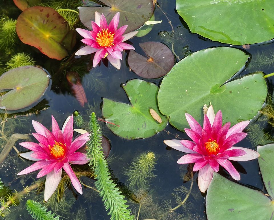 Seerosen rosa in Zeuthen